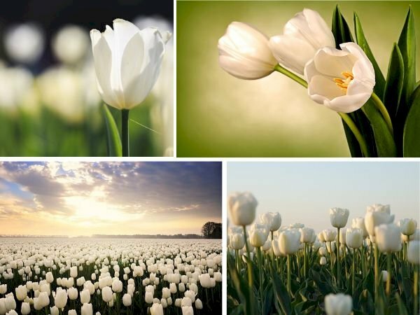 Hoa Tulip - Biểu tượng đáng tự hào của đất nước Hà Lan xinh đẹp