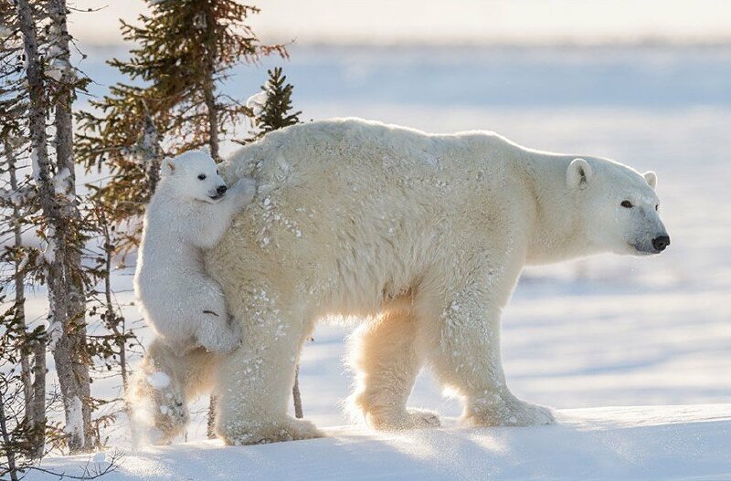 Ảnh gấu trắng con bám đít mẹ thiệt ngộ nghĩnh