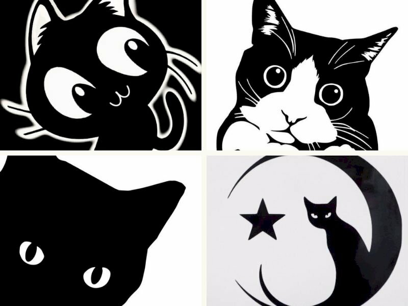 Khám phá về mèo đen (mèo mun) - Giống mèo ma lực bí ẩn nhất thế giới