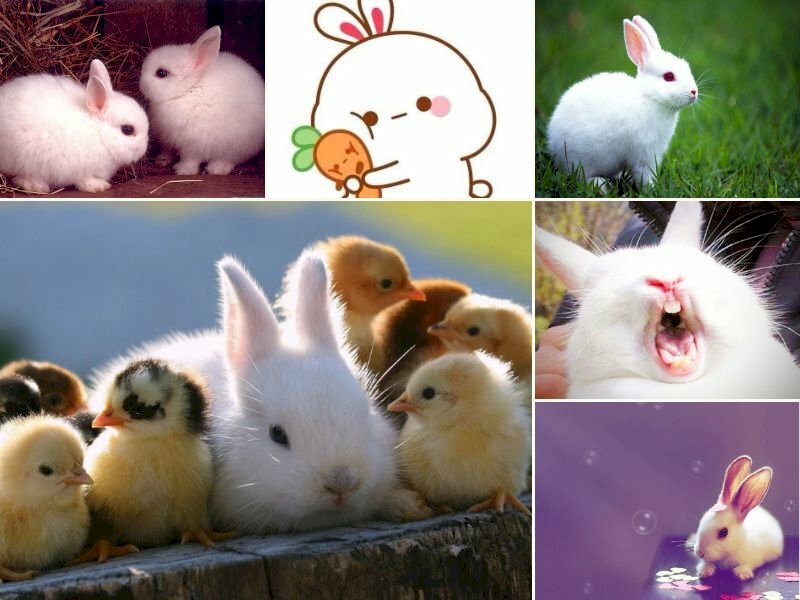 101 hình ảnh con thỏ hoạt hình dễ thương