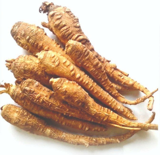 Rễ bạch chỉ thu hoạch để khô là một loại dược liệu hỗ trợ điều trị bệnh tốt