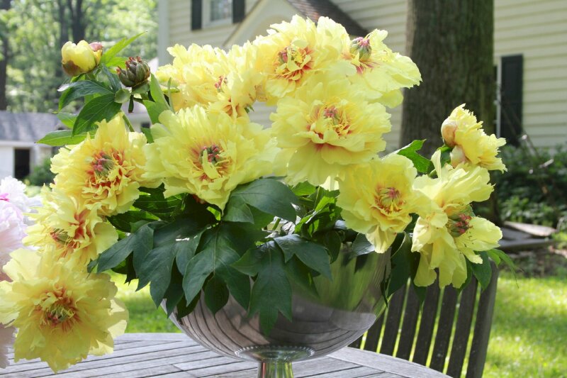 Hình ảnh bình hoa mẫu đơn vàng đẹp ngơ ngẩn mắt nhìn