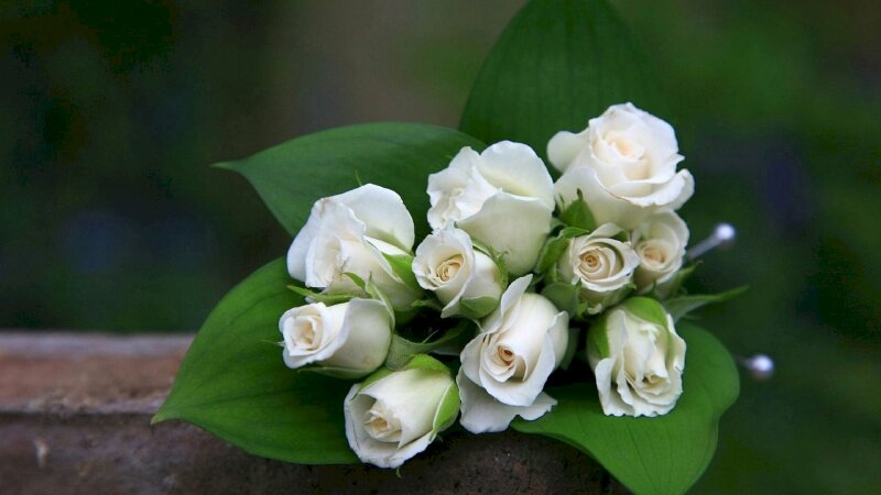 Hình ảnh bó hồng trắng đẹp tinh khôi