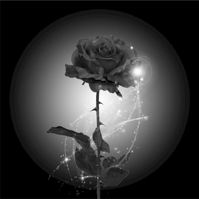 Hoa hồng đen  loài hoa bí ẩn quyền lực và đầy quyến rũ