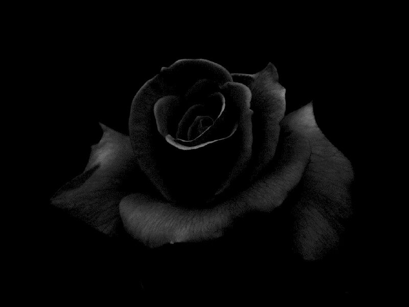Hình nền hoa sen trắng đen đẹp nhất