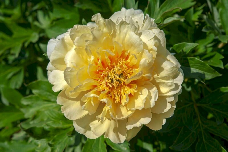 Bông hoa mẫu đơn sắc vàng đẹp tươi thắm cuốn mắt nhìn