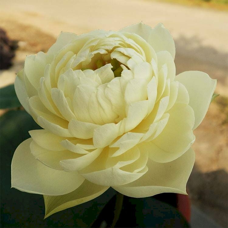 Hình ảnh bông hoa mẫu đơn màu vàng đẹp như tranh vẽ