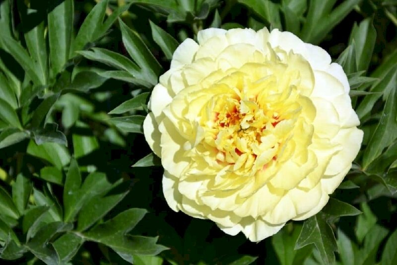 Hình ảnh bông hoa mẫu đơn vàng chụp cận đẹp cuốn hút