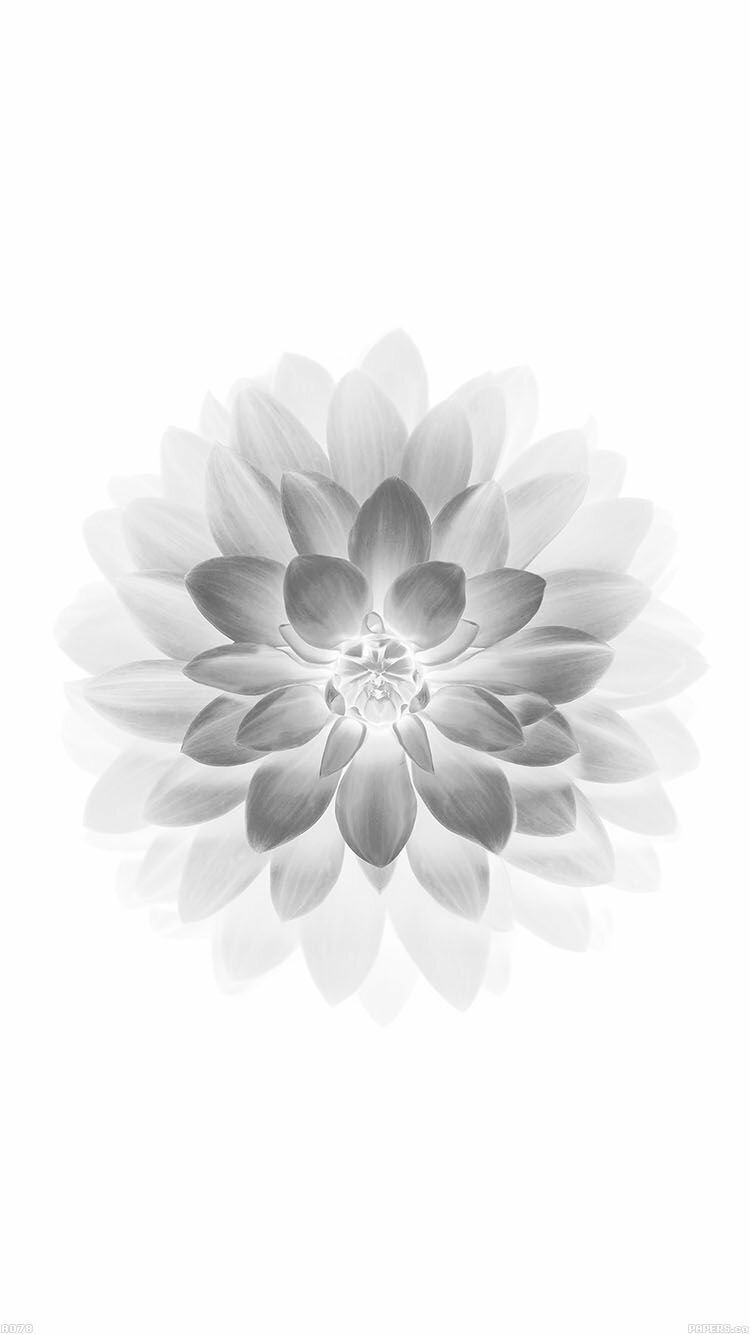 Hình nền hoa sen: Tổng hợp các hình nền đẹp, chất lượng cao