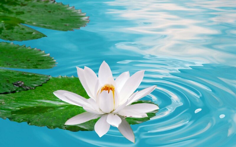 Hình hình họa 3 chiều bông sen white nở tỏa nắng bên trên thuốc nước xanh xao tuyệt đẹp