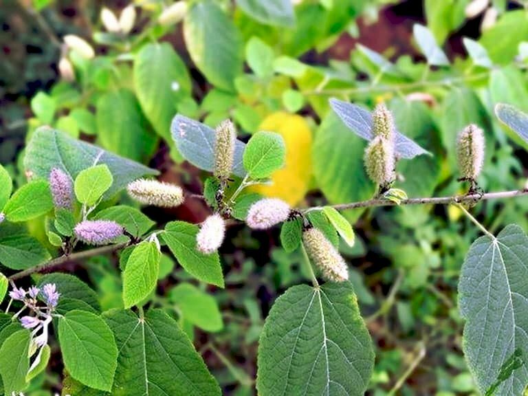 Hình ảnh về cây an xoa tươi được bao phủ bên ngoài bởi lớp đa lông màu trắng mỏng