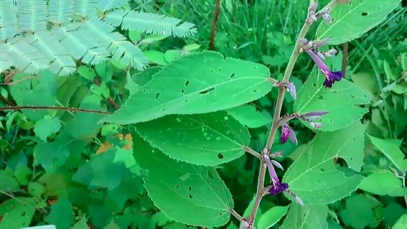 Hình ảnh cây an xoa chữa bệnh gan có màu hoa tím