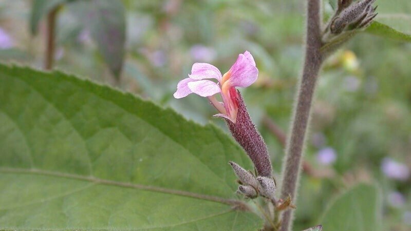 Ảnh cây an xoa hoa tím có công dụng hỗ trợ điều trị bệnh gan