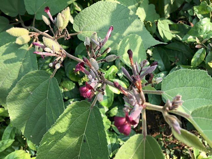 Hình ảnh cây an xoa chữa bệnh gan