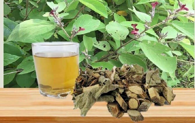 Cây an xoa hình ảnh khi còn tươi, lúc sấy khô và nước uống nấu từ cây an xoa