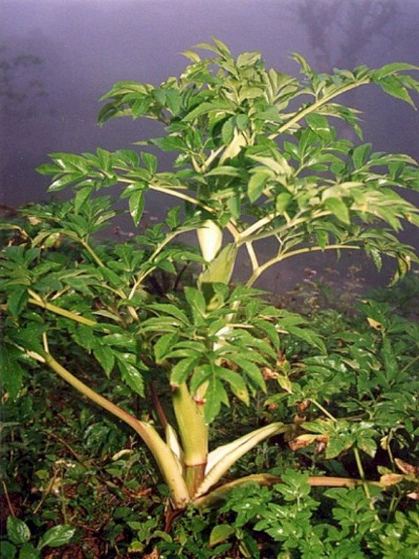 Hình ảnh cây bạch chỉ với những chiếc lá xanh tươi mơn mởn