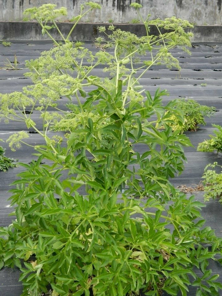 Hình ảnh cây bạch chỉ với hoa và lá thật đẹp