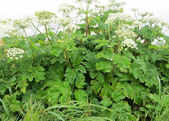 Bụi cây bạch chỉ xanh tươi thích mắt