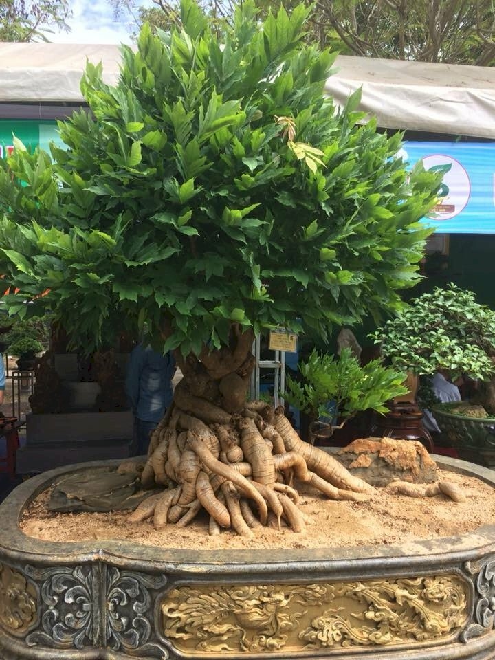 Hình ảnh cây bạch chỉ bonsai đẹp ấn tượng