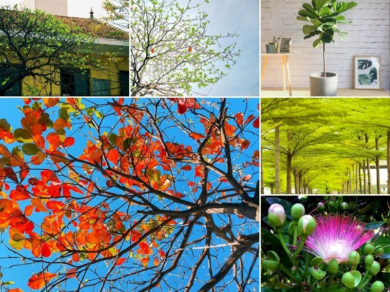 101 hình ảnh cây bàng đẹp nhất, tải miễn phí
