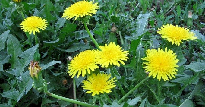 Ảnh cây bồ công anh lùn với màu hoa vàng rực