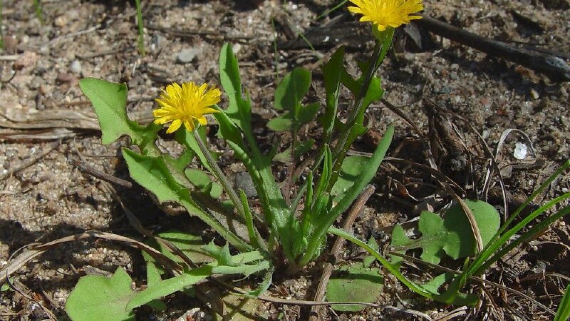 Hình ảnh cây bồ công anh lùn hoa vàng