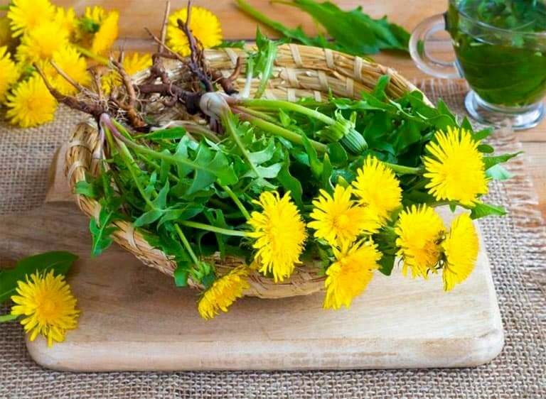 Ảnh cây bồ công anh hoa vàng sau khi thu hoạch với rễ, thân, lá, hoa đều là những thảo dược quý từ thiên nhiên