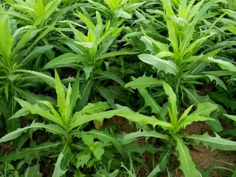 Cây bồ công anh Việt Nam hay còn được gọi là cây bồ công anh cao, có thể dùng làm loại rau xào rất ngon