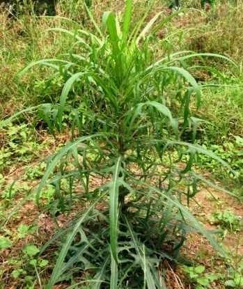 Hình ảnh cây bồ công anh cao trong thiên nhiên