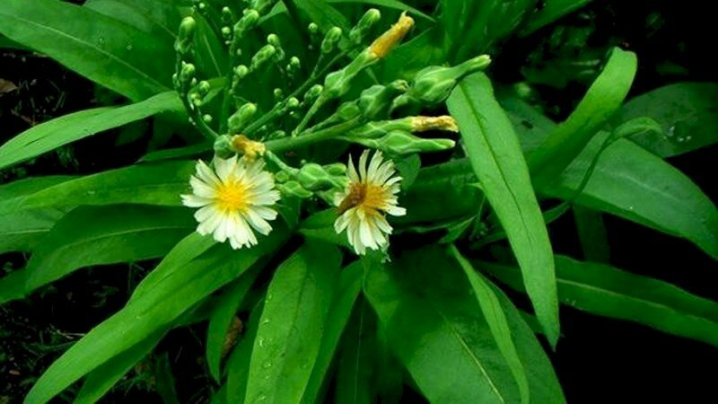 Hình ảnh hoa và lá cây bồ công anh Việt Nam