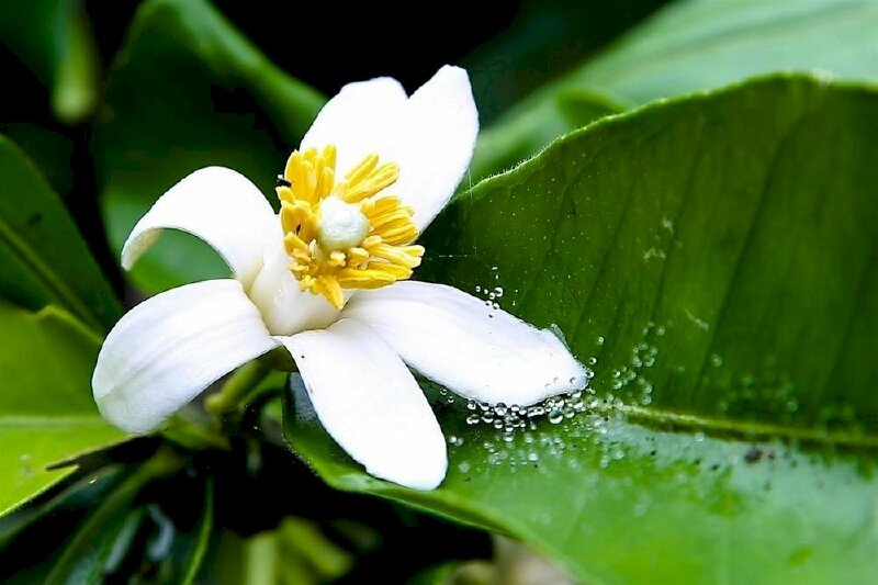 Hình ảnh hoa bưởi góc chụp cận
