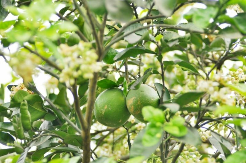 Hình ảnh hoa trắng xen lẫn lá xanh và những quả bưởi tròn đều thật đẹp