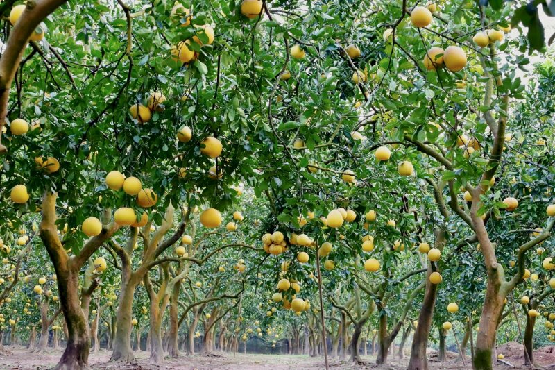 Hình ảnh cây bưởi với quả chín lúc lỉu trên cành nhìn thật thích mắt