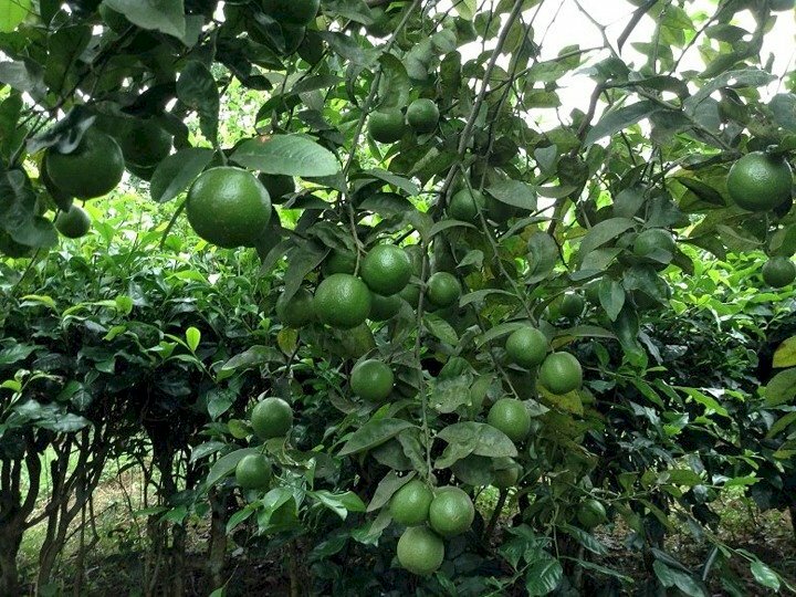 Cây chanh với những chùm quả mọng nước