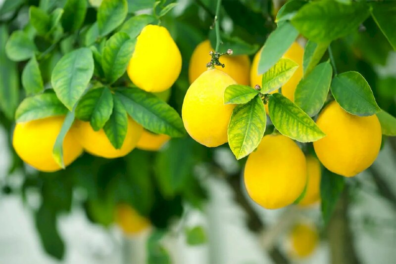 Hình ảnh chùm quả chanh vàng nằm ẩn sau những chiếc lá xanh thật đẹp mắt
