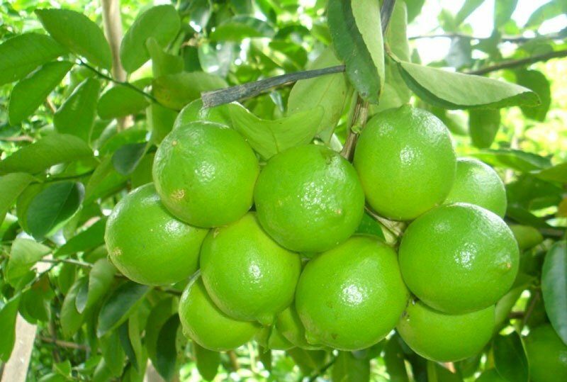 Hình ảnh chùm quả chanh thật đẹp