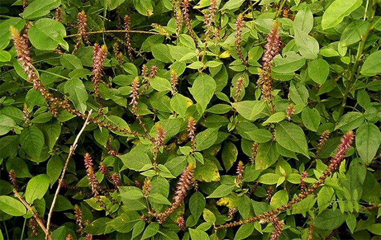 Hình ảnh cây cỏ xước tươi với những chùm hoa tím