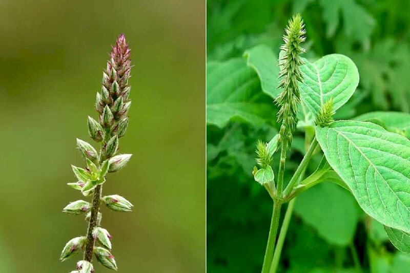 Hình ảnh phân biệt chùm hoa tím của cây cỏ xước với chùm hoa màu khác