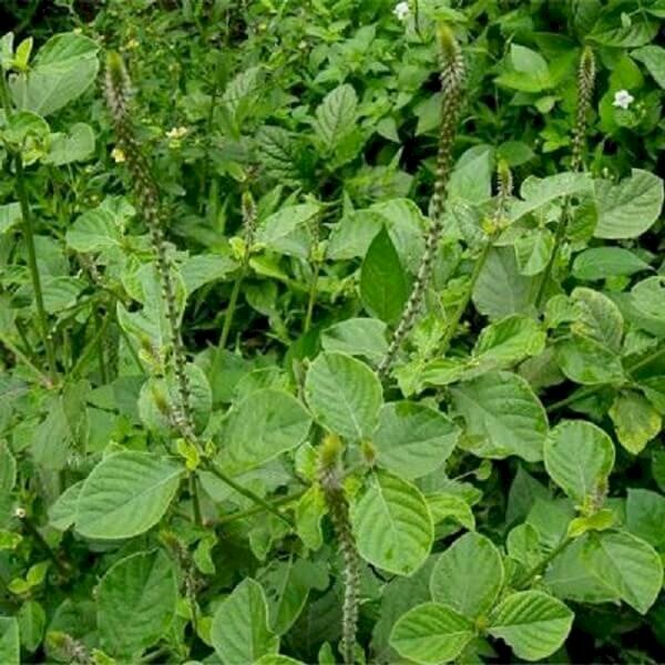 Hình ảnh của cây cỏ xước tươi mọc dại um tùm trong thiên nhiên