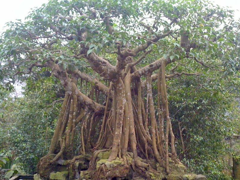 Hình ảnh cây đa cổ thụ với gốc rễ vững chắc