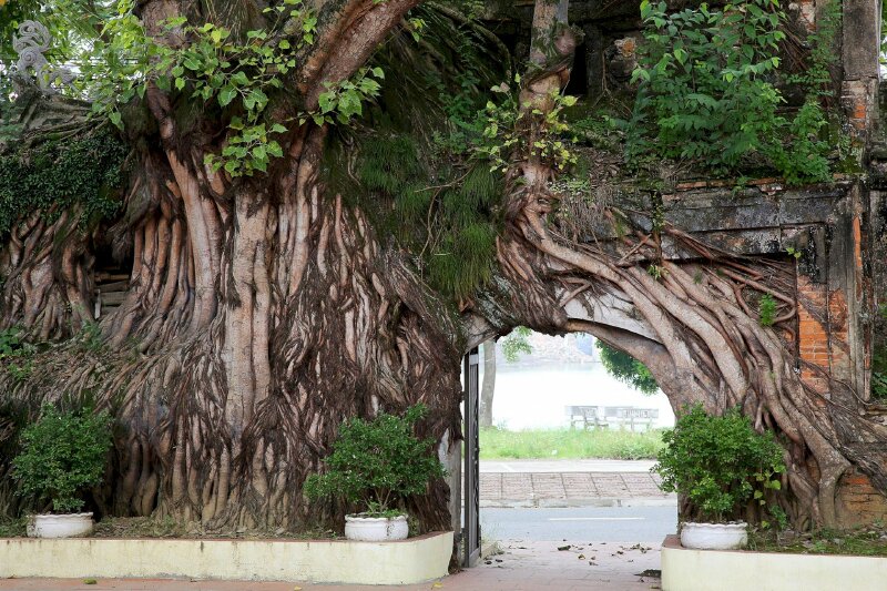 Kiệt tác cổng làng từ rễ cây đa hàng trăm tuổi
