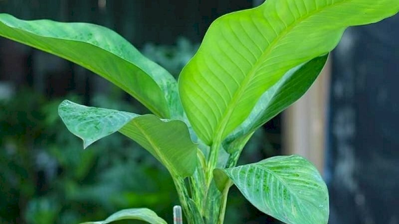 Những tán lá của cây đại phát tài, đại phú gia xanh mơn mởn thật đẹp