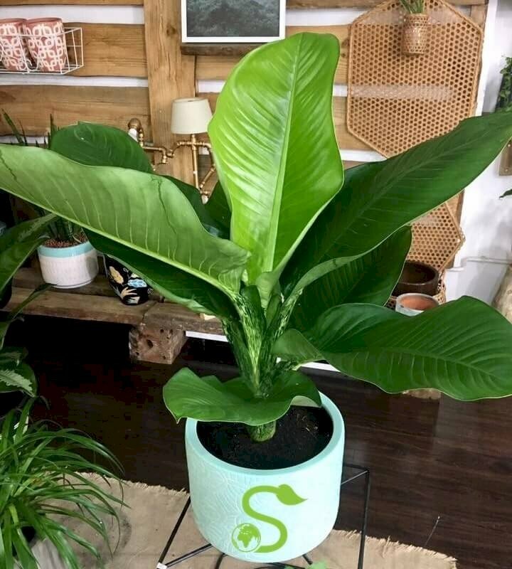 Hình ảnh chậu cây đại phát tài đẹp, xinh xắn