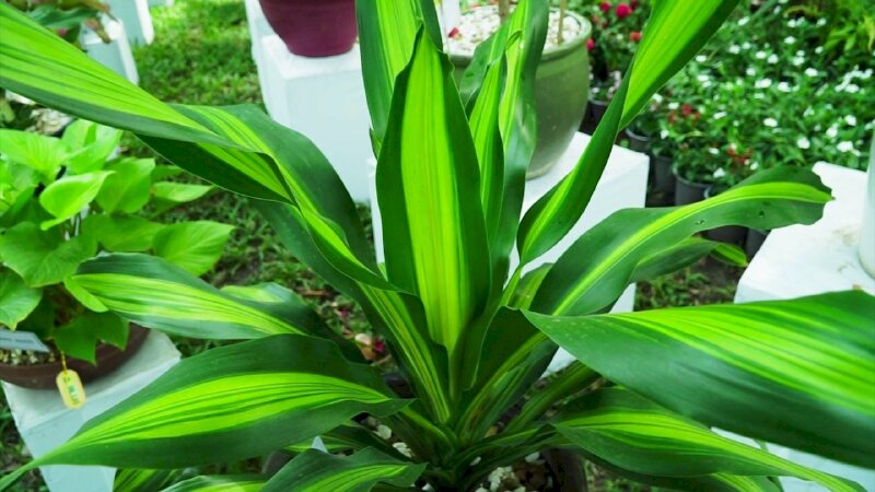 Hình ảnh cây đại phát tài đẹp và ý nghĩa phong thuỷ tài lộc, thịnh vượng