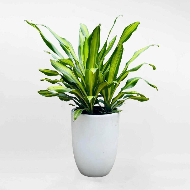 Ảnh cây đại phát tài trong chậu sứ trắng đơn giản, đẹp