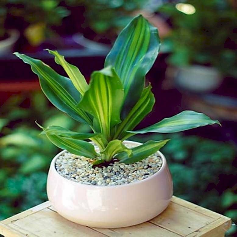 Chậu cảnh cây đại phát tài xinh xắn, ý nghĩa may mắn