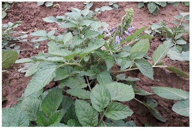 Bụi cây đan sâm với những chiếc lá xanh mơn mởn