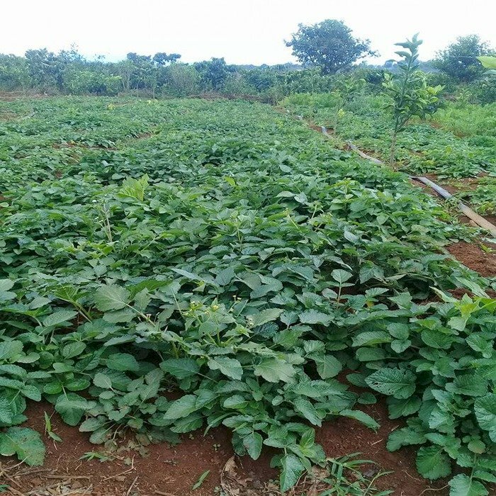 Hình ảnh vườn cây đan sâm xanh tươi tốt trong tự nhiên