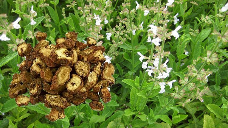 Cây đan sâm tươi và phần rễ cây sau khi được phơi hoặc sấy khô