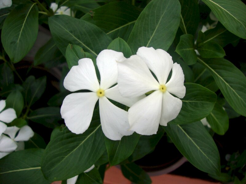 Hình ảnh cây hoa dừa cạn với màu hoa trắng tinh khôi